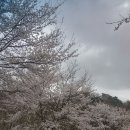 부귀리벗꽃 이미지