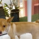 초코퍼피 애견미용실 이미지