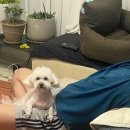 프롬몽쥬 이미지