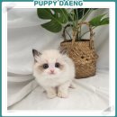 주식회사 퍼피댕 강아지분양 고양이입양 안심분양소 대전본점 | 공주고양이분양 퍼피댕, 처음이라 더 세심하게 살펴보게 되더라고요