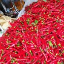 충북 단양읍 5일장날 햇 고추 🌶 한근 시세는 얼마나 할까요? (2025년 9월 6일 현재) 이미지