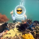 형도농장 | 죽지도 않고 돌아온 나트랑 블로그