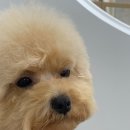 보드레 애견미용실 이미지