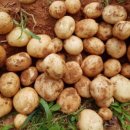 선지농장 이미지