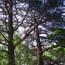 노루메기 이미지