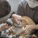 메종드캣 | 광주 메종드캣 이용후기
