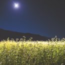 손에꽃, 필무렵