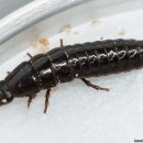 J1824 네이버블로그