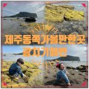 고운정경로당 | 제주도 동쪽 가볼만한곳 광치기해변 물때보는법 해양생물 포토존스팟 자세한후기