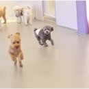 리치펫하우스 이미지