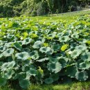 손씨농장 이미지