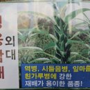 한농종묘사 이미지