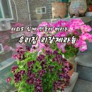 우리집 리갈제라늄. 이미지