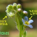 들풀 이미지