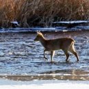 한탄강강변매운탕 이미지