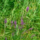 삼락생태공원 이미지