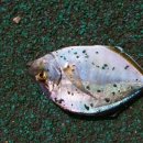 오산항낚시터 이미지