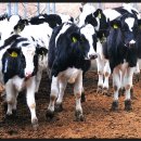 지연목장 이미지