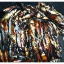 [공동제조] 생선아미노산 종합액비(생선+불가사리+꽃게) 신청접수(4.30일까지) 이미지