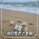 애견호텔 | 강릉 세인트존스호텔 애견동반 후기 N번째 방문 | 조식 쓰리밀즈 | 수영장 인피티풀