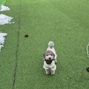 견인지역 애견운동장 유치원 김포점 이미지