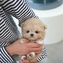 미니펫 강아지분양 고양이분양 부천점 | 부천강아지분양 애견분양샵 호기심 해소