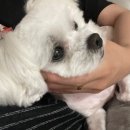 하나꾸