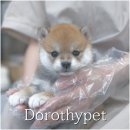 이누아이 | 구동강아지분양 도로시펫에서 처음 만난 시바이누