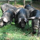 제주흑돼지 이미지