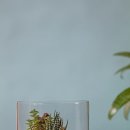 테라리움 이미지