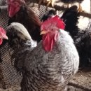 제경농장 이미지