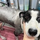 멍멍아 미용하러 가자 이미지