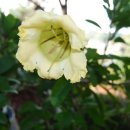 황금종1 이미지