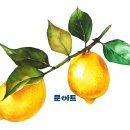 레몬아트미술교습소