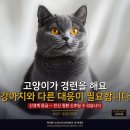 Pet's Tree | #421 고양이가 갑자기 경련을 해요 — 강아지와 다른 이유, 다른 대응이 필요합니다