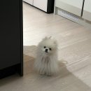 글쓰기 레시피, 봄 | 25년 4월 / 파티 가득한 봄🤍💛🎉