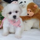 우아펫 대전점 이미지