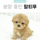AMI PET 이미지