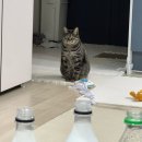 고모경로당 | cherry blossom viewing