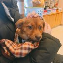 율전동물병원 이미지