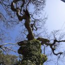 덕수리-1 이미지