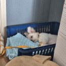 바나개 강아지 고양이 마포점 | 유기견 보호소에서 유기견 임보 &amp; 입양 후기, 유기견입양방법, 인스타, 포인핸드