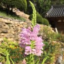 산골견과