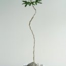 바인나무병원 이미지