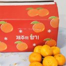 로얄광택 | 극조생귤과 꿀라봉의 제철 조합 로얄과 3kg 솔직 후기