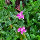 새싹마을마당 이미지