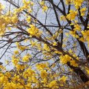 늘푸른소나무공인중개사사무소 이미지