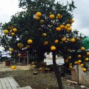 헤브론농장 이미지