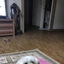 몽실하개 이미지