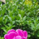 에그리나 이미지